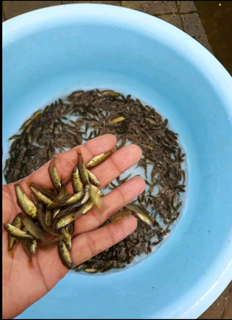边鱼苗子，出售各类规格鱼苗，特色鱼苗，基地直供，价格实惠