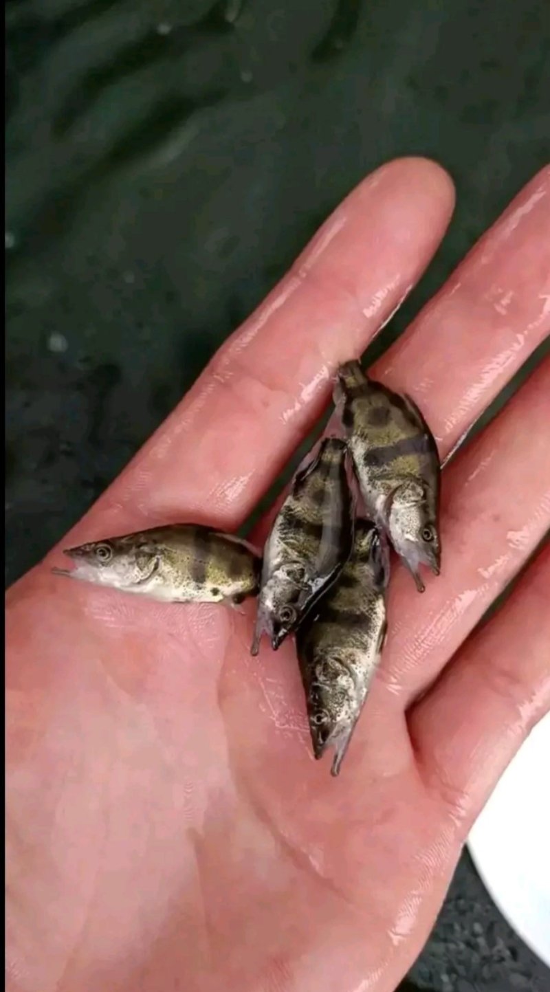 边鱼苗子，出售各类规格鱼苗，特色鱼苗，基地直供，价格实惠