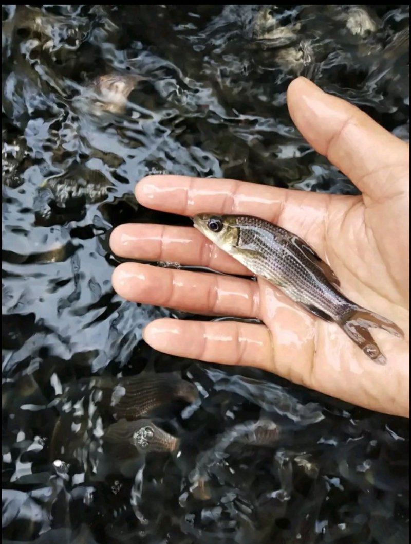 边鱼苗子，出售各类规格鱼苗，特色鱼苗，基地直供，价格实惠