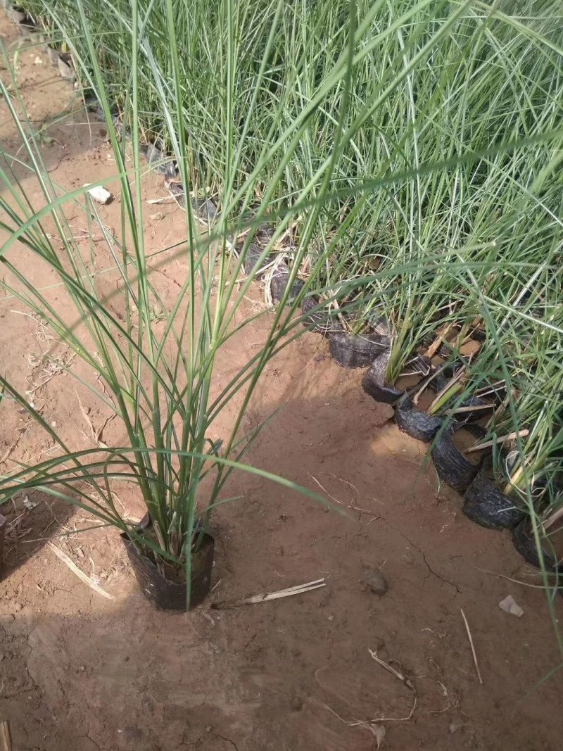 狼尾草细叶芒各种草花地被绿篱苗圃大量出售大小规格均有
