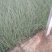 狼尾草细叶芒各种草花地被绿篱苗圃大量出售大小规格均有