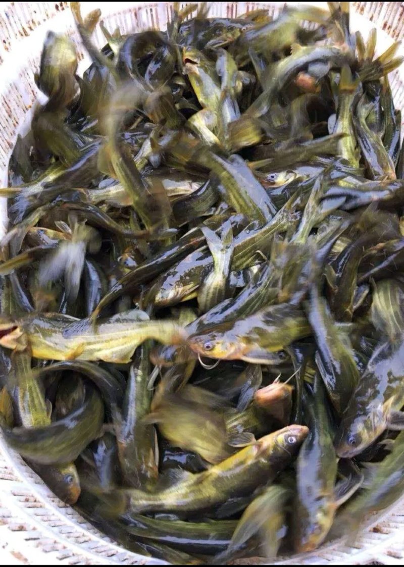 鱼塘直供，各类规格鱼苗及成品鱼，价格实惠，送货上门。