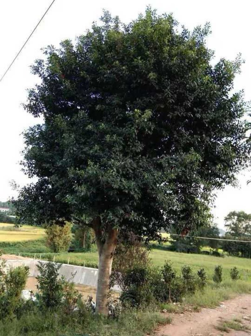 杜英3米杀头发帽移植苗圃货湖南益阳绿青苗木
