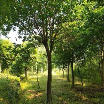 杜英3米杀头发帽移植苗圃货湖南益阳绿青苗木