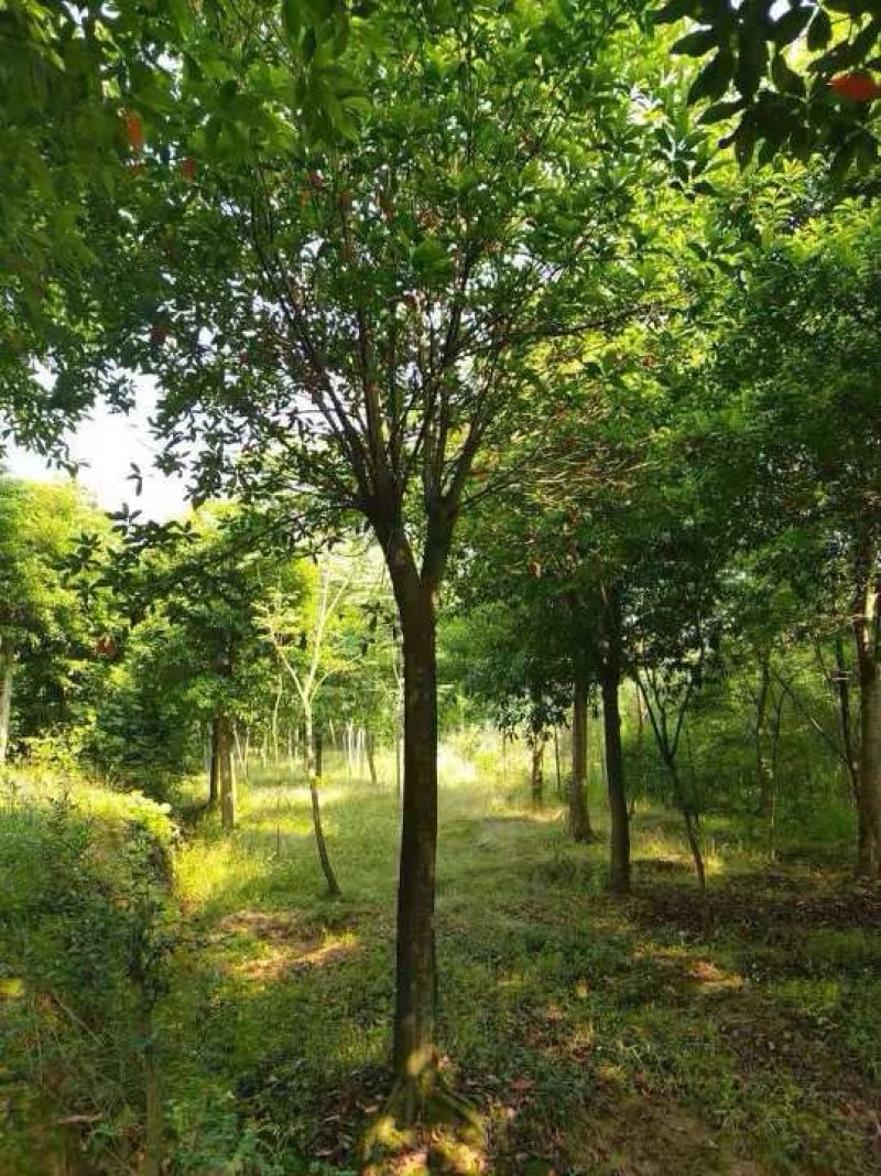 杜英3米杀头发帽移植苗圃货湖南益阳绿青苗木