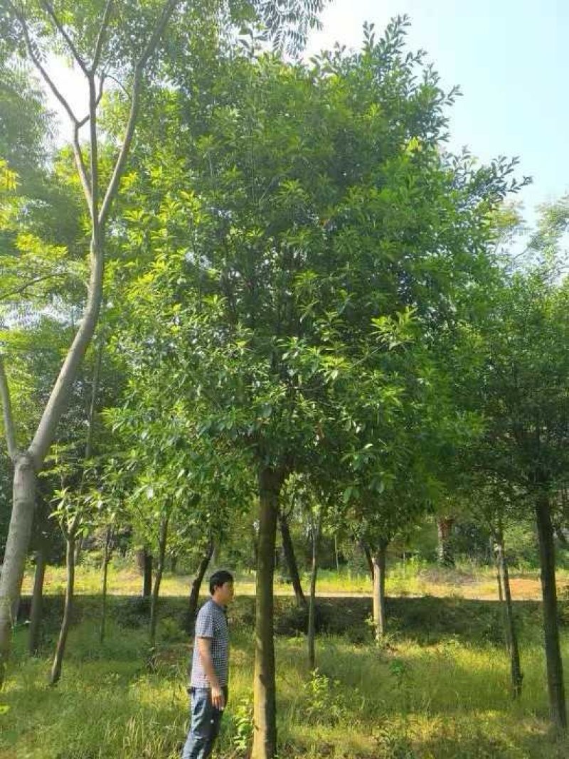 杜英3米杀头发帽移植苗圃货湖南益阳绿青苗木
