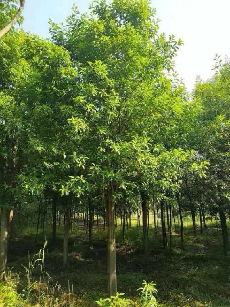 杜英3米杀头发帽移植苗圃货湖南益阳绿青苗木