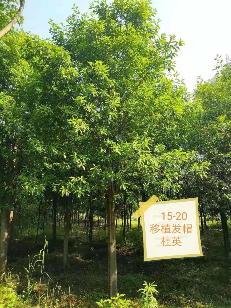 杜英苗圃直供切杆发帽15-20湖南益阳绿青苗木