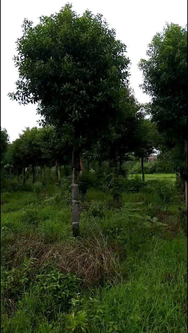 杜英苗圃直供切杆发帽15-20湖南益阳绿青苗木