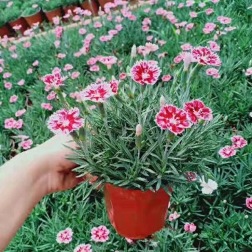 双色盆彩虹石竹