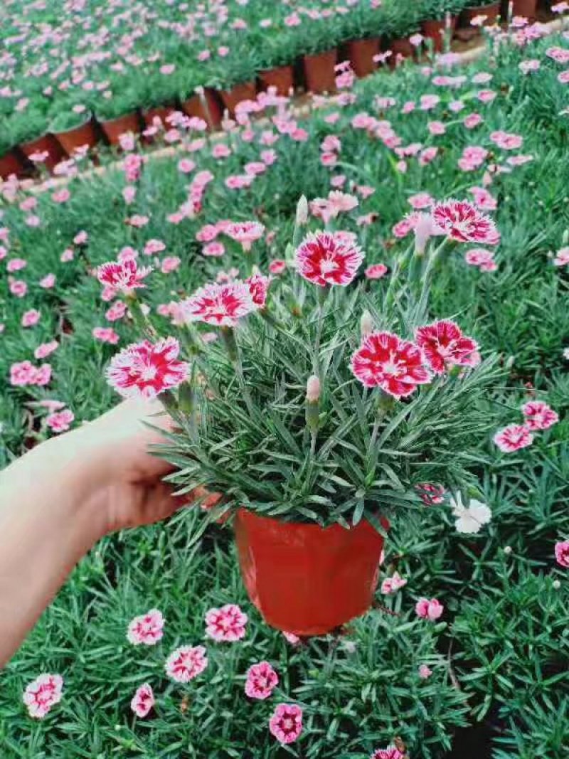 双色盆彩虹石竹