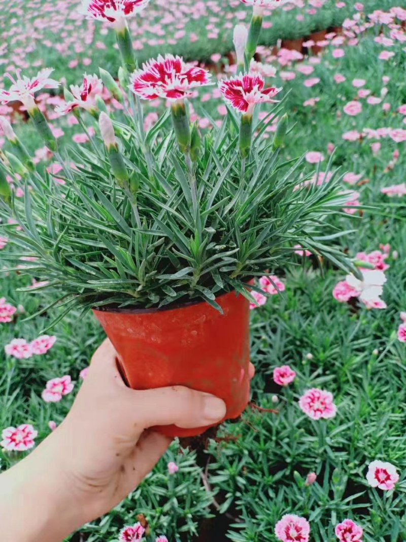 双色盆彩虹石竹