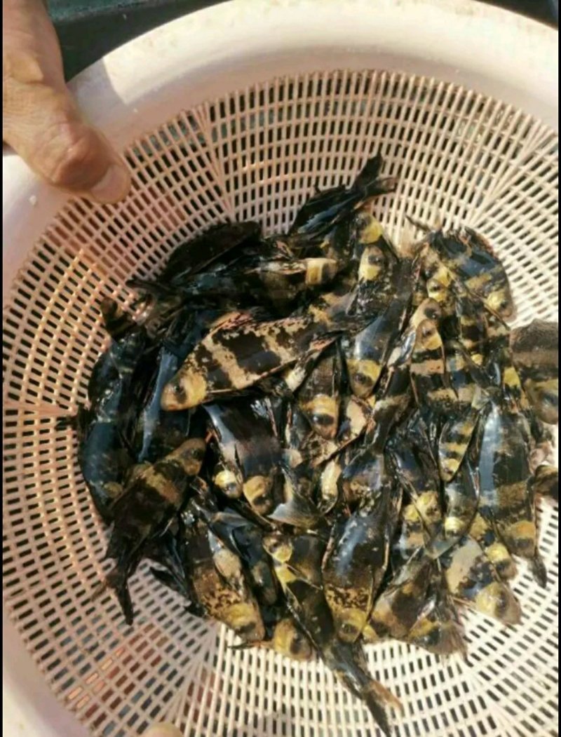 桂鱼苗子，出售各类规格鱼苗，特色鱼苗，成品鱼，基地直供。