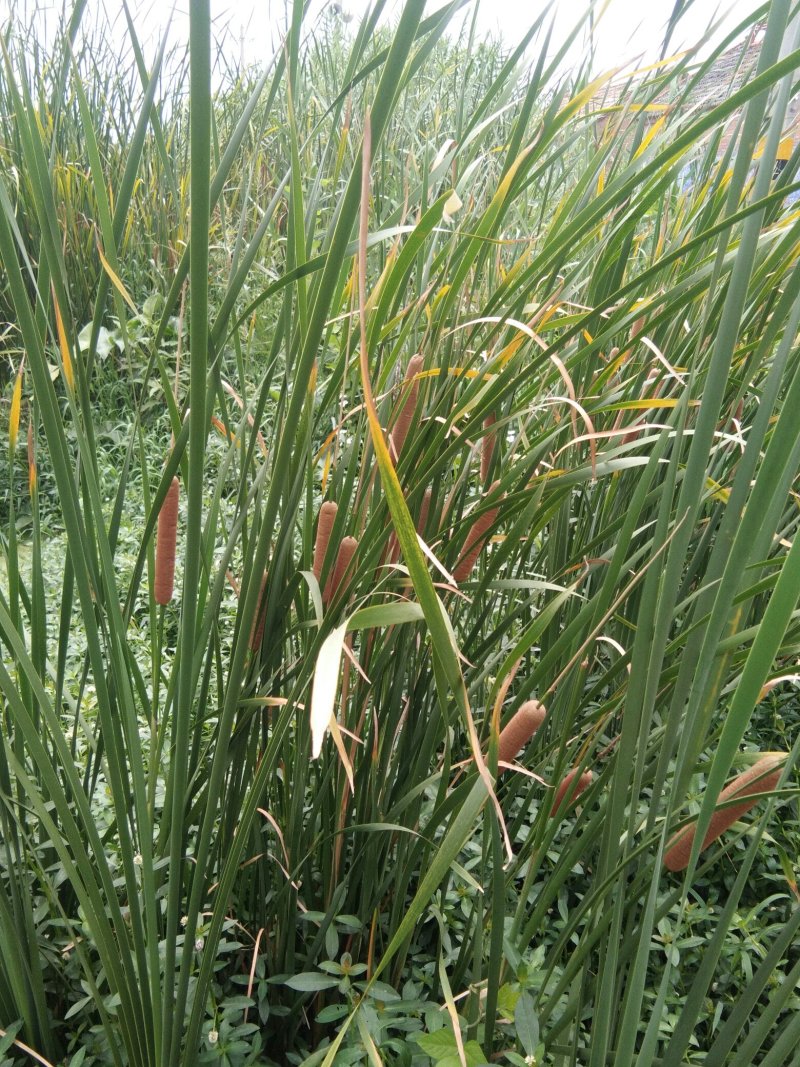 水菖蒲观赏食用