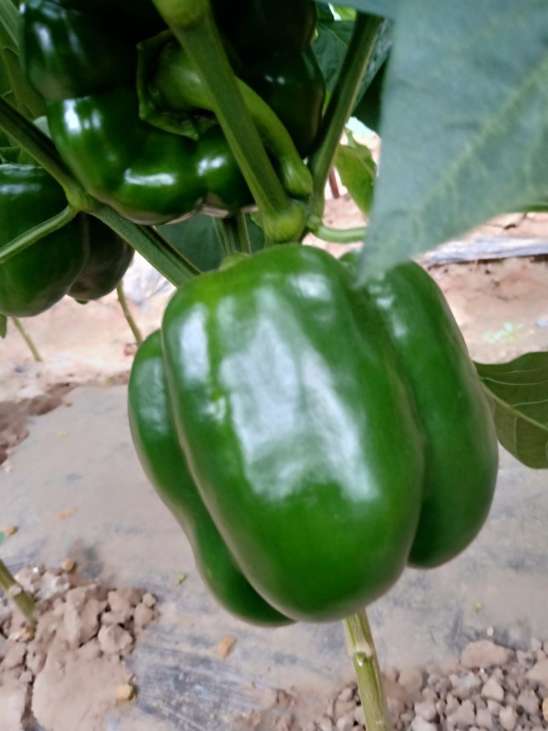 圆椒尖椒