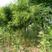 沭阳大型洋槐树种植基地大量销售中苗圃直销