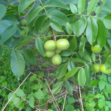 高山泡核桃