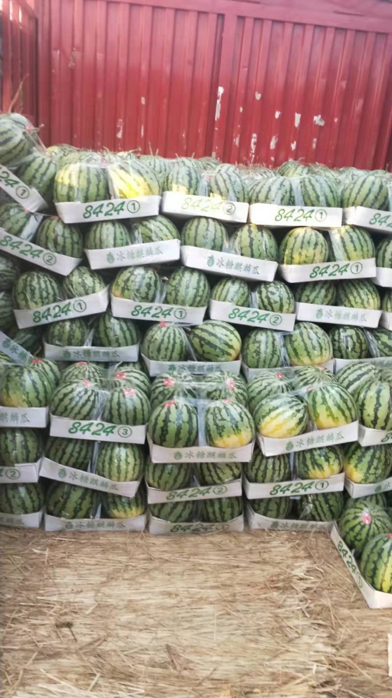 精品陆地头茬美都西瓜货源充足量大从优欢迎咨询