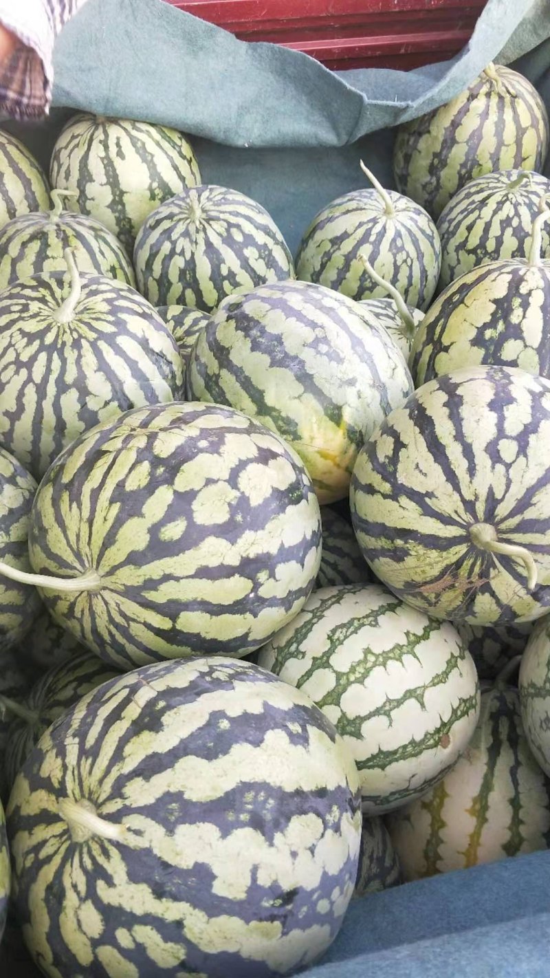 精品陆地头茬美都西瓜货源充足量大从优欢迎咨询