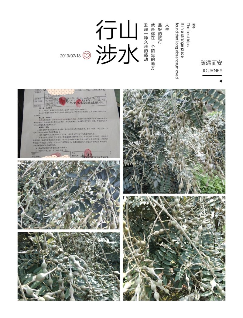 山豆根种子