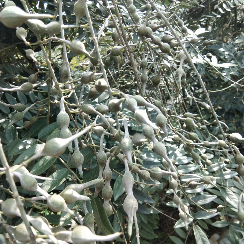 山豆根种子