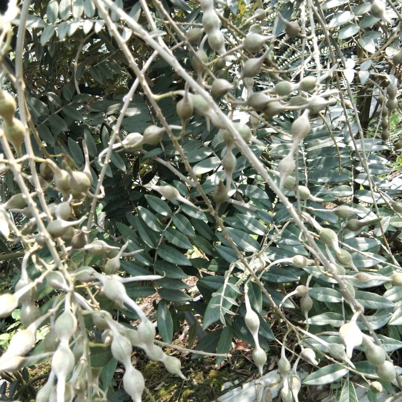 山豆根种子