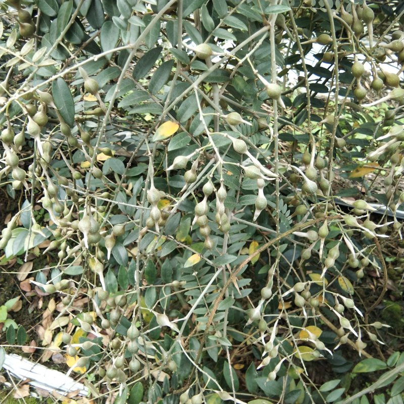 山豆根种子