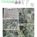山豆根种子