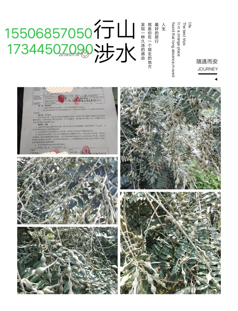 山豆根种子