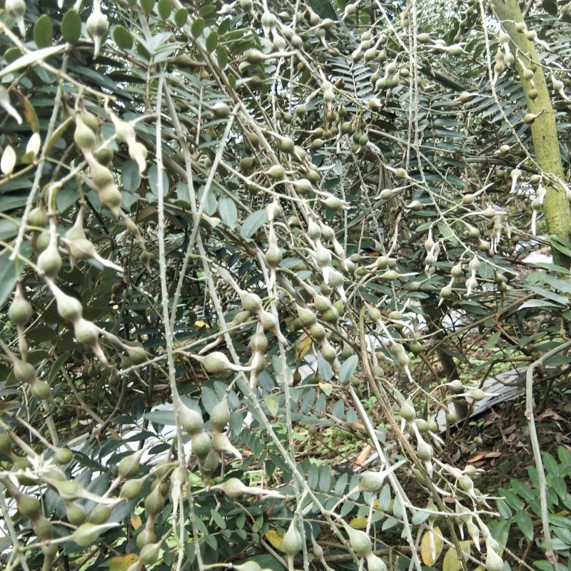 山豆根种子