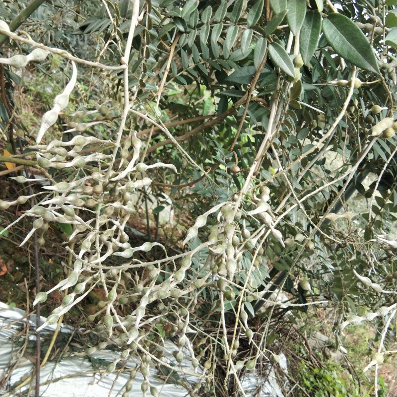 山豆根种子