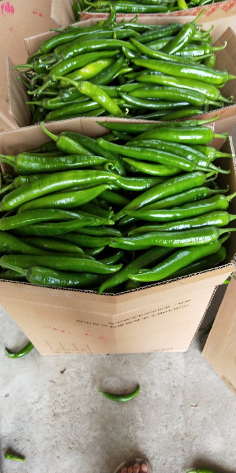 通许县精品辣椒收购基地常年代收各种辣椒，艳红，杭椒，等等