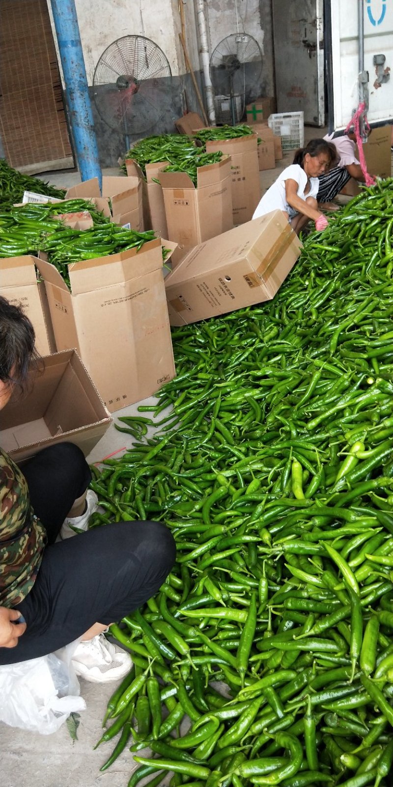 通许县精品辣椒收购基地常年代收各种辣椒，艳红，杭椒，等等