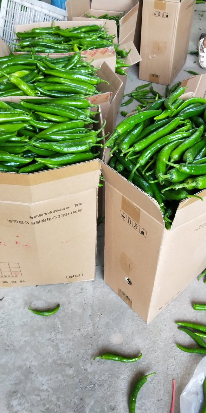 通许县精品辣椒收购基地常年代收各种辣椒，艳红，杭椒，等等