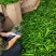 辣椒，本人常年代收各种辣椒及瓜果蔬菜，欢迎各界老板前来采