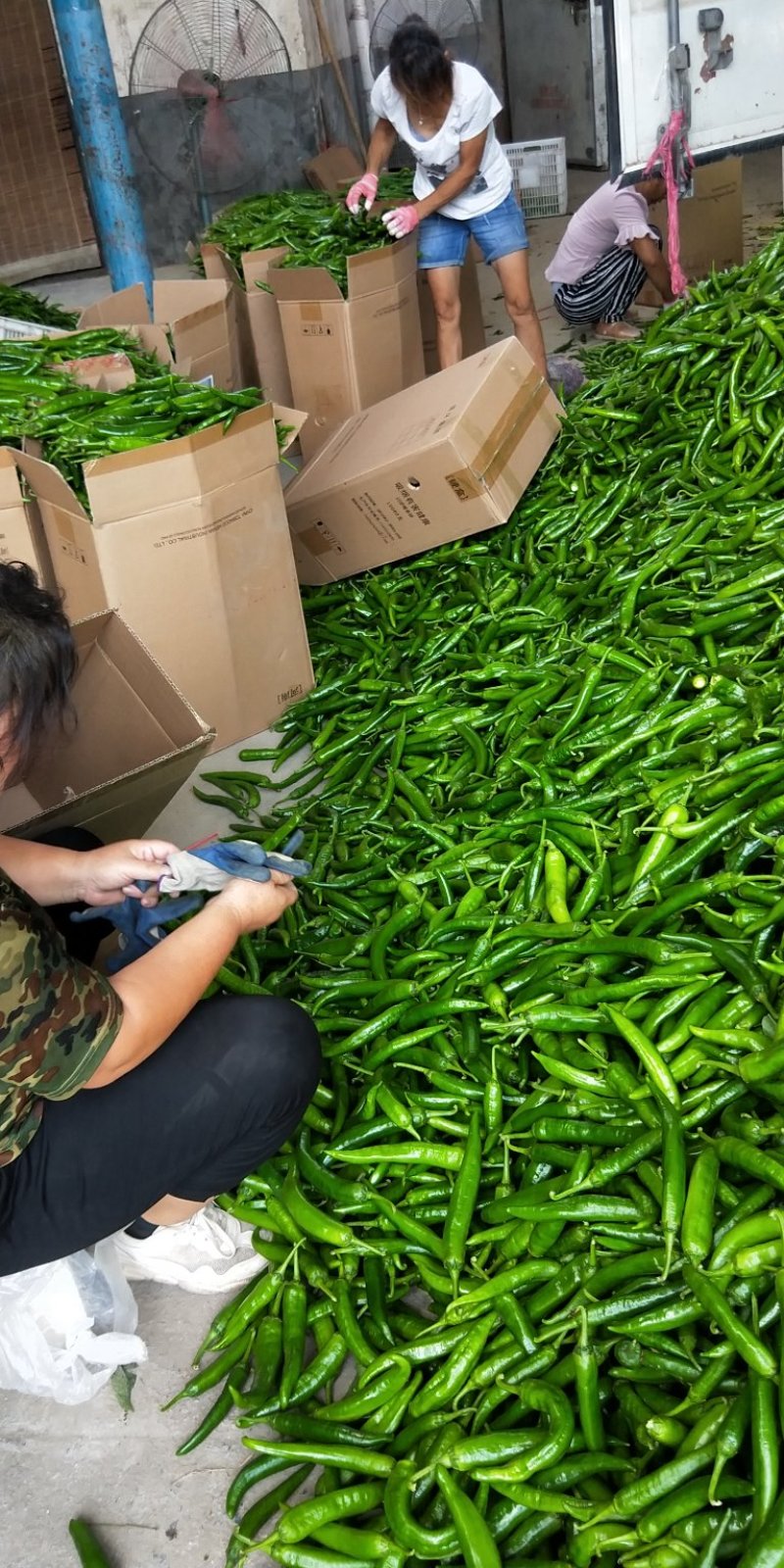 辣椒，本人常年代收各种辣椒及瓜果蔬菜，欢迎各界老板前来采