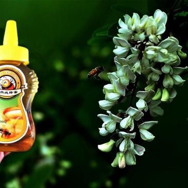 精品自产槐花蜜