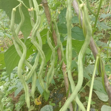 架豆王