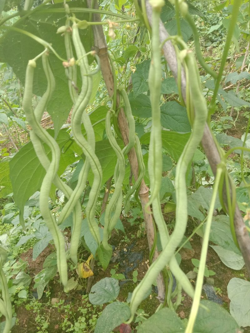 架豆王