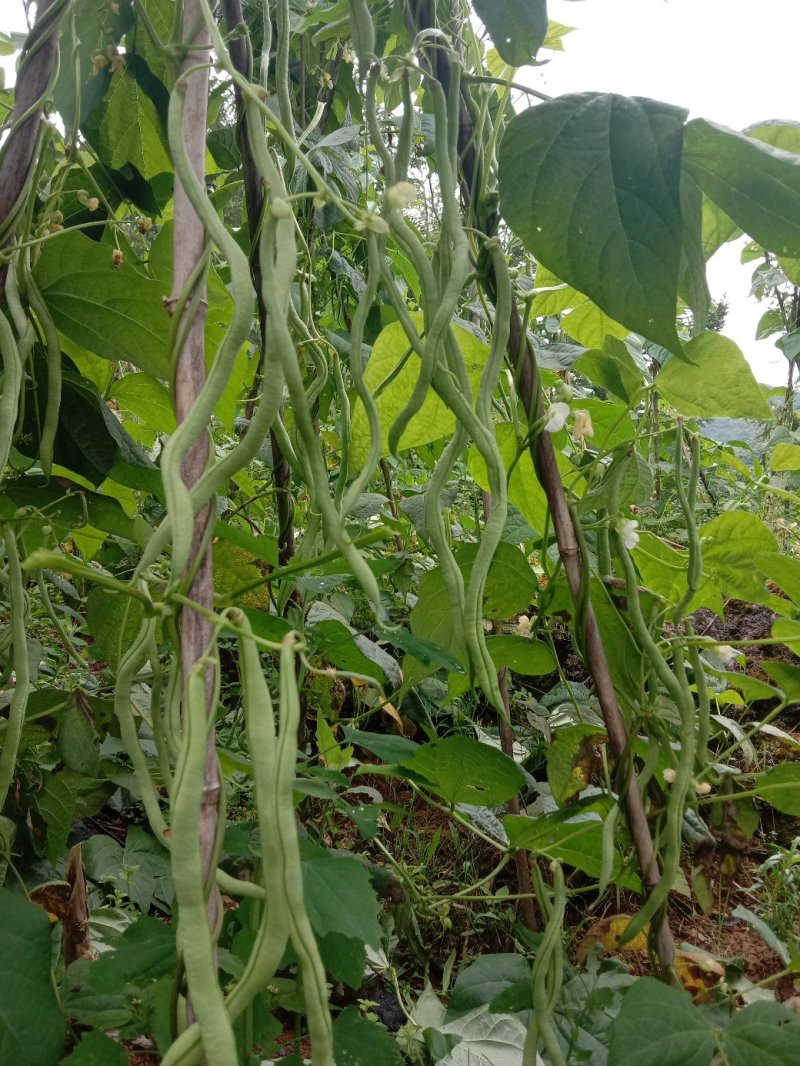 架豆王