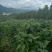 架豆王