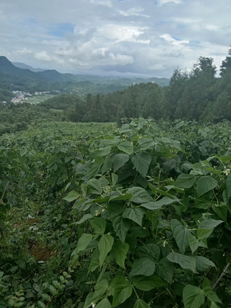 架豆王