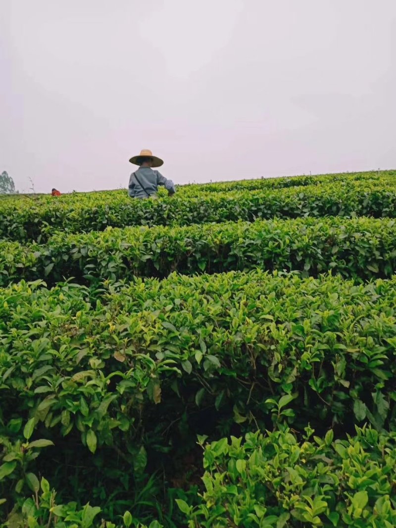 英红九号