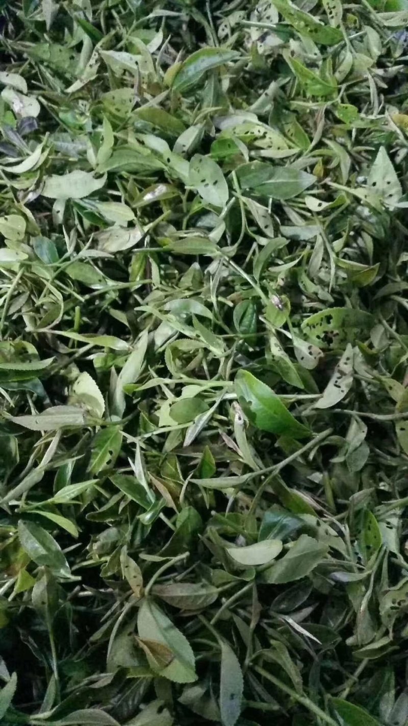 英红九号