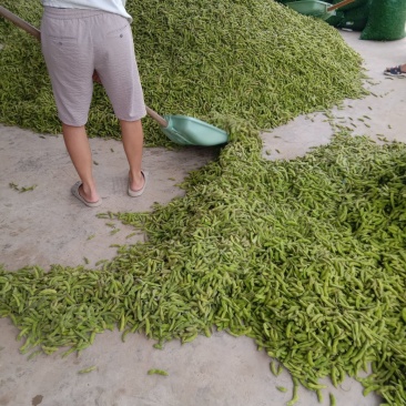 毛豆