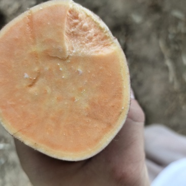 沙地龙薯9号，大量供应，包装上车一条龙