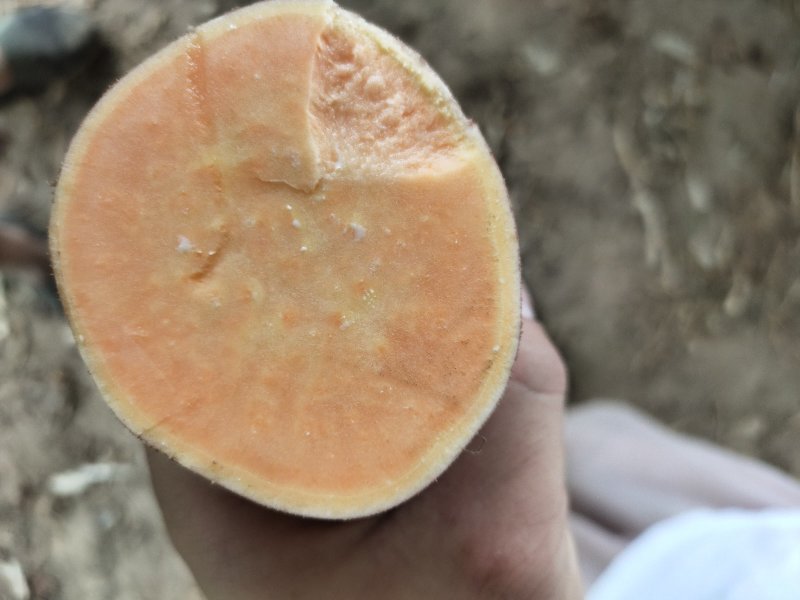 沙地龙薯9号，大量供应，包装上车一条龙