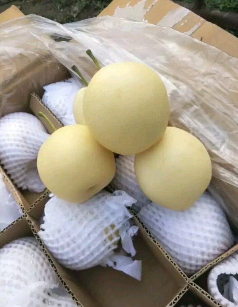 梨皇冠梨赵县皇冠梨产地直销口感脆甜皮薄肉厚