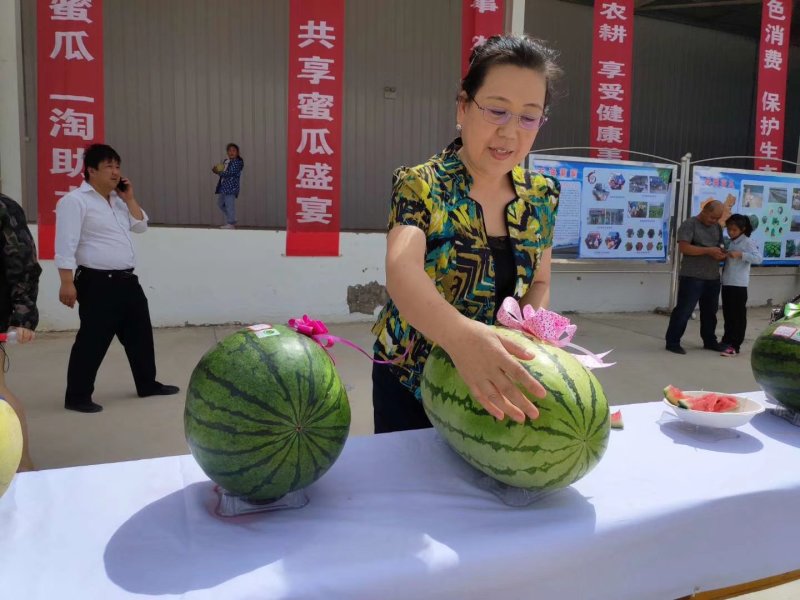 甜瓜代办甘肃玉门甜瓜一件代发甘肃玉门代办