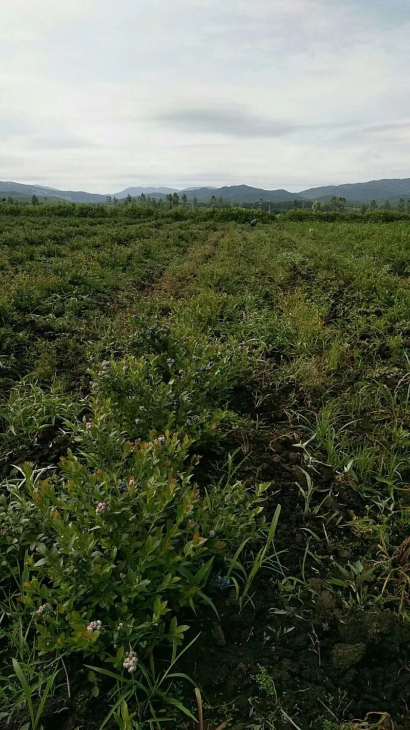 没登头茬蓝莓大量现货有需要的联系我